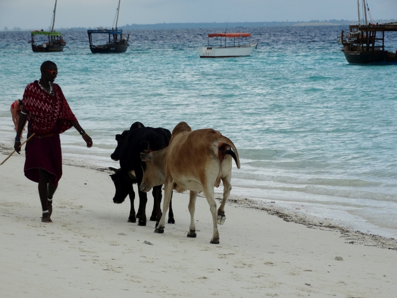 Masais y vacas en la playa de Nungwi. Por Udare