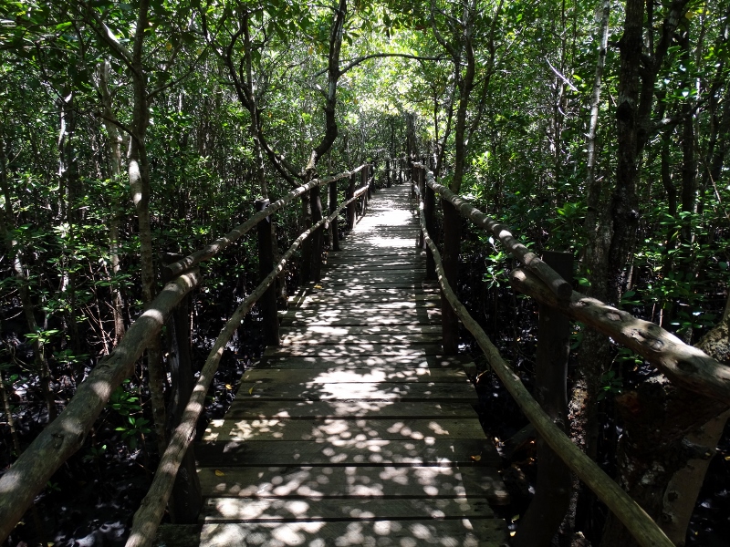 Paseando entre manglares. Por Udare