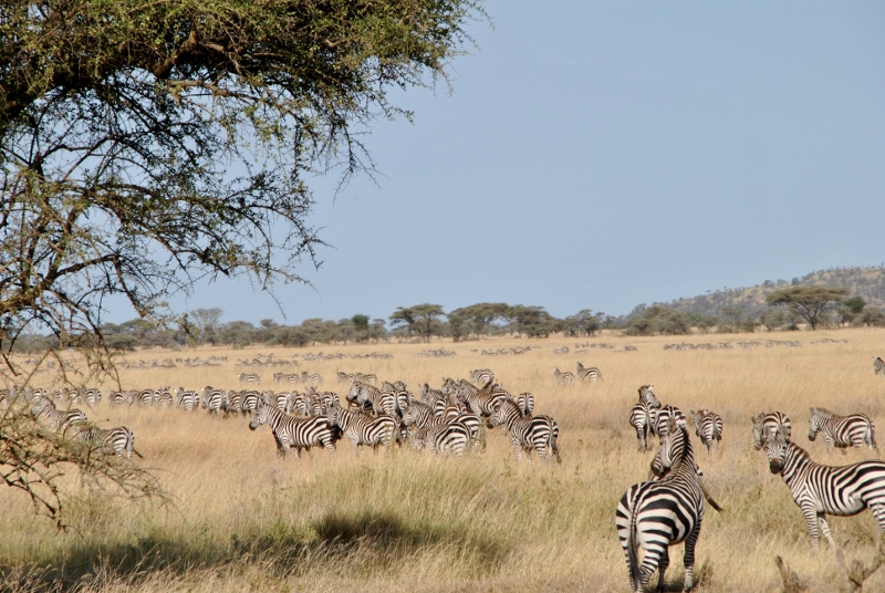 La migración en Serengeti. Por Gemma