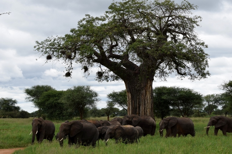 Tarangire, tierra de elefantes y baobabs. Por Ester