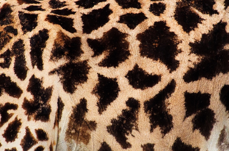 Detalle de la mancha de una jirafa