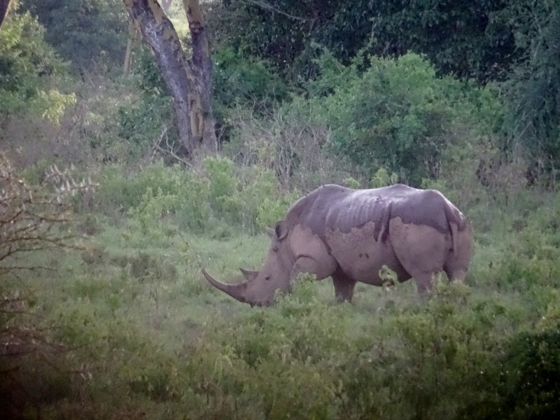 Rinoceronte en Nakuru. Por Elena