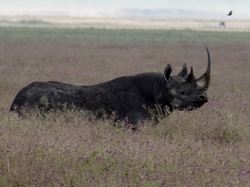 Rinoceronte en Ngorongoro. Por Elena