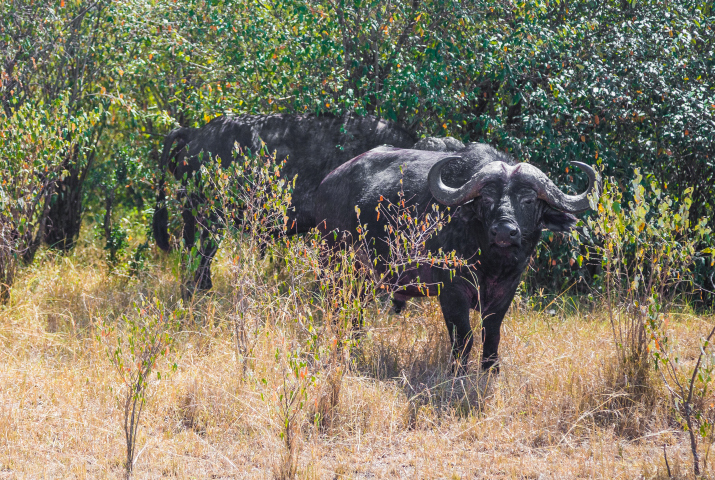Búfalo en Masai Mara. Por Cristina