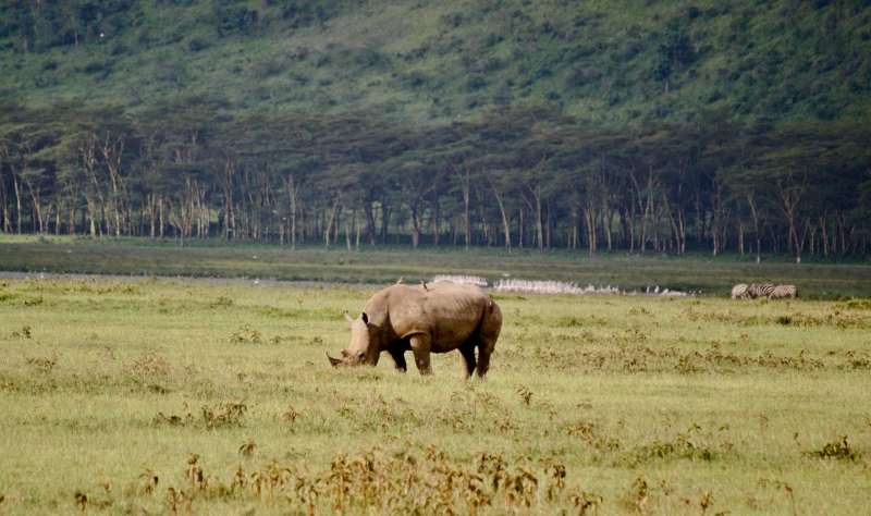 El esquivo rinoceronte en Nakuru. Por Javier