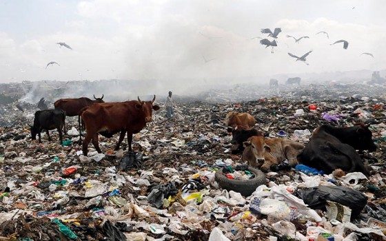Ganado en Kenia en campos de plástico. Por Reuters