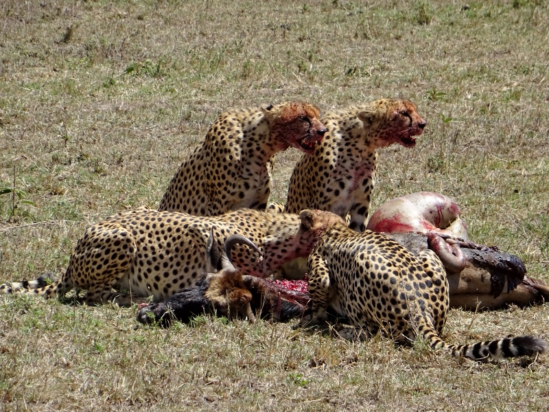 La coalición de Masai Mara progresa. Por Marta