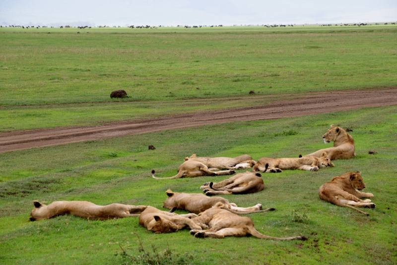 Momento relax en Ngorongoro. Por Elena