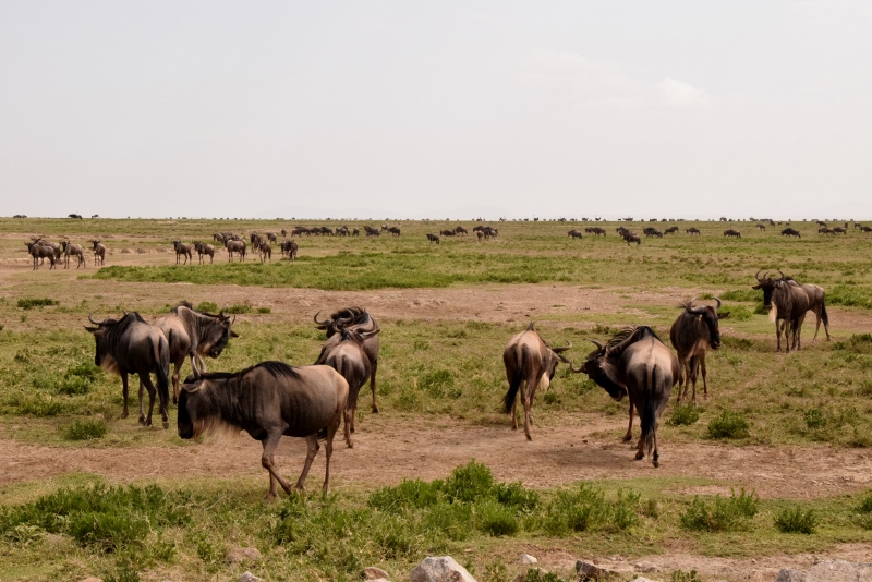 Migración en Serengeti. Por Paco