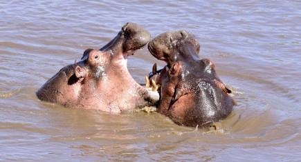 Los ríos dominio del hipopótamo. Por Daniel