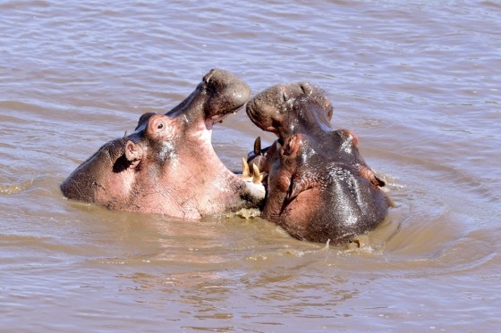 Los ríos dominio del hipopótamo. Por Daniel