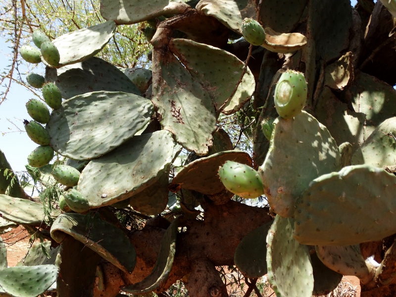 Fruto del cactus, para saciar el hambre durante el paseo. Por Udare