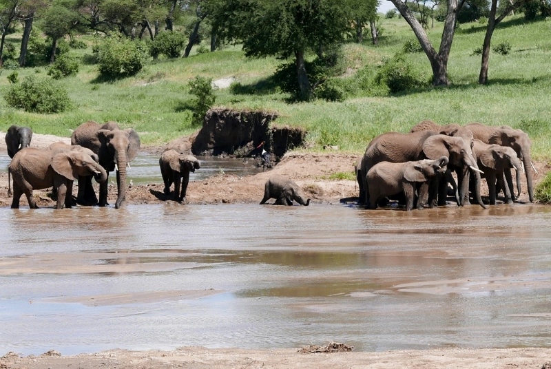 El baño de los elefantes en Tarangire. Por Victor 