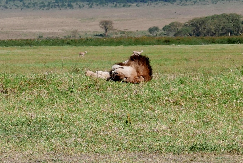 El relax del león en Ngorongoro. Por Victor 
