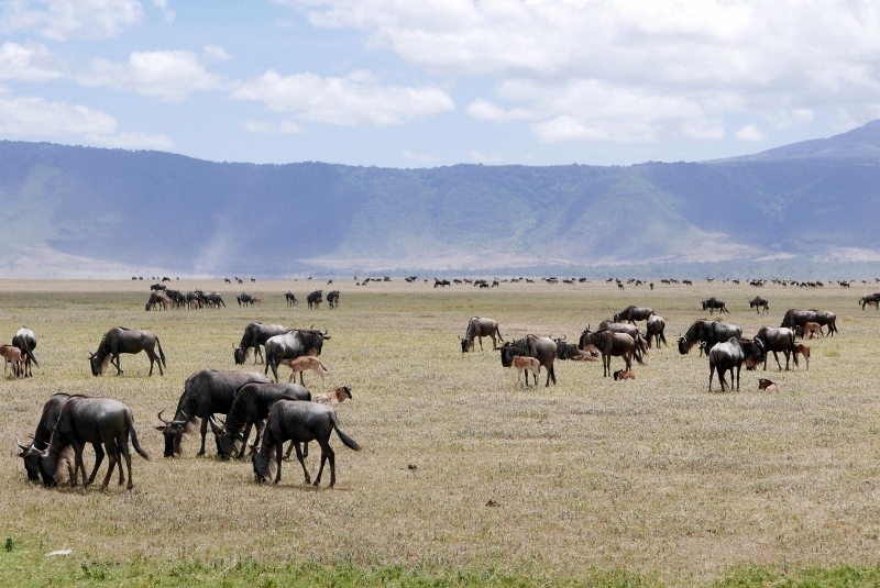 Ñus y crías en Ngorongoro. Por fabiola 