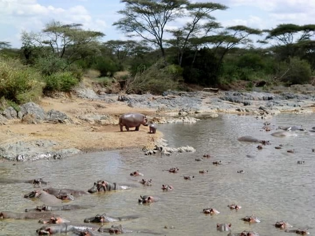Hipopótamos en Serengeti. Por Marina