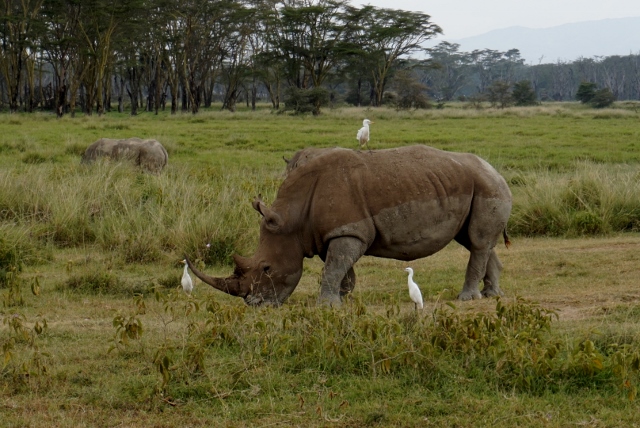 En Nakuru, el rinoceronte. Por Isabel