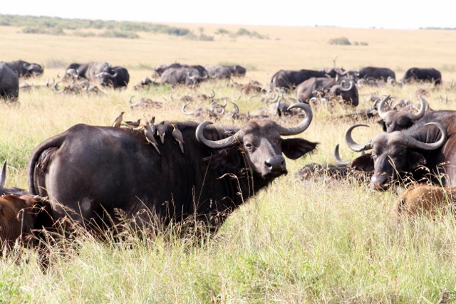 Búfalo en Masai Mara. Por Aurora