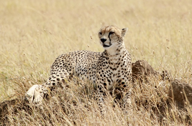 Guepardo oteando en Serengeti. Por Francesc