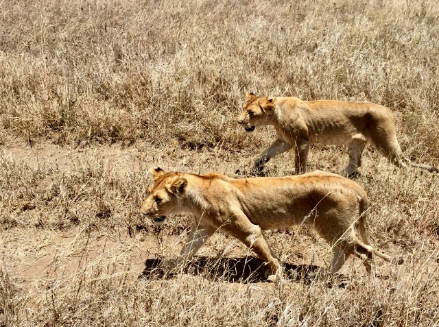 Leonas en el P.N. del Serengeti. Por Noelia 