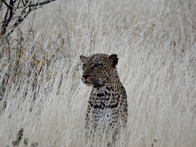 Leopardo. Por Verónica