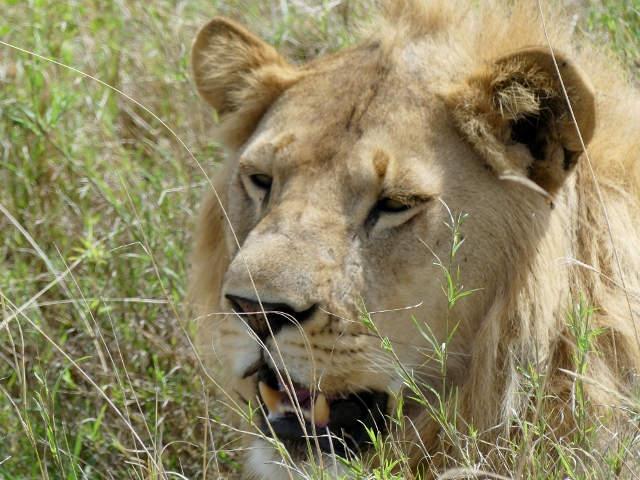 Al acecho en Serengeti. Por Gisela
