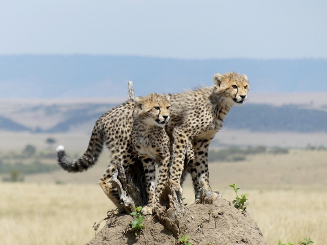 En Masai Mara. Por Gisela