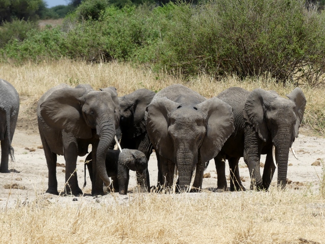 Familia de elefantes en Tarangire. Por Gisela
