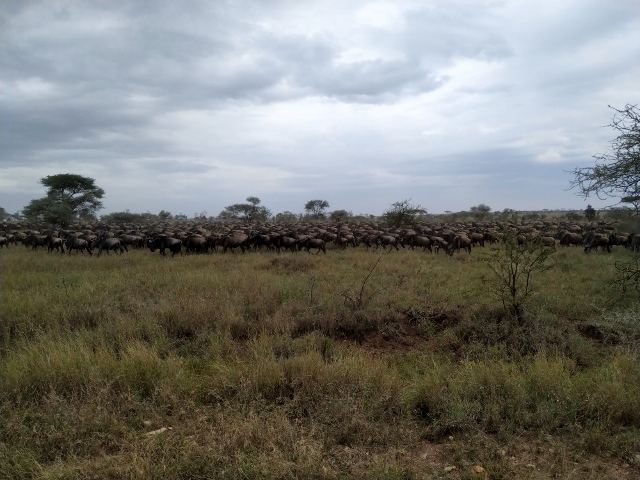 La migración en Serengeti. Por Ernesto