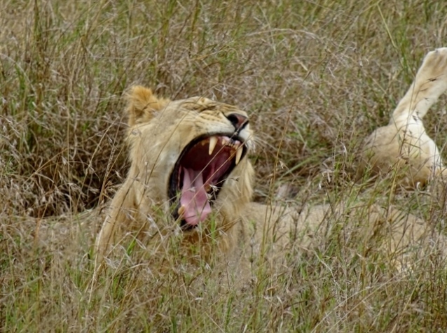 Leon joven en Serengeti. Por Ernesto