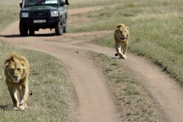 Leones paseando por el Serengueti. Por Wenceslao