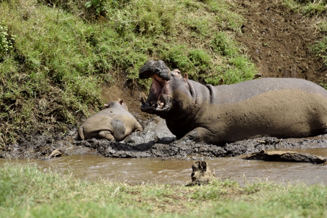 Mama hipopótamo en Ngorongoro. Por Wenceslao