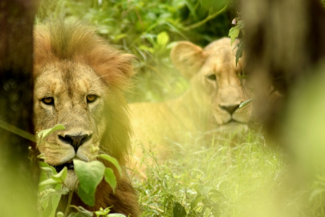 Pareja de leones en Ngorongoro. Por Wenceslao