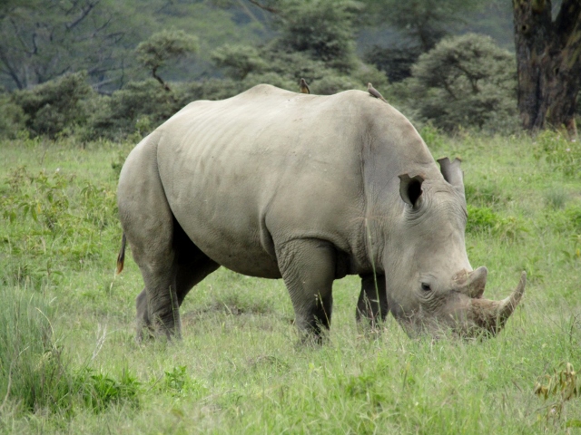Rhinoceronte. Por Marina