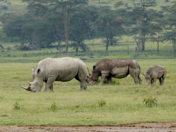 Rinocerontes Nakuru. Por Iñaki