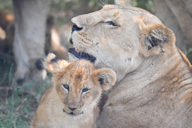 El pequeño Simba y mamá leona. Por Cristina