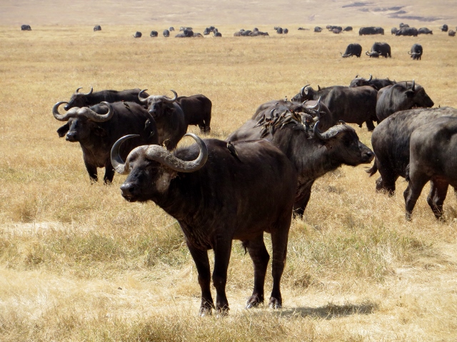 Búfalos en Serengeti. Por Pablo
