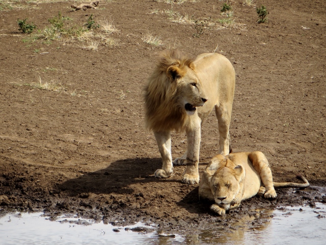 Leones en Serengeti. Por Pablo