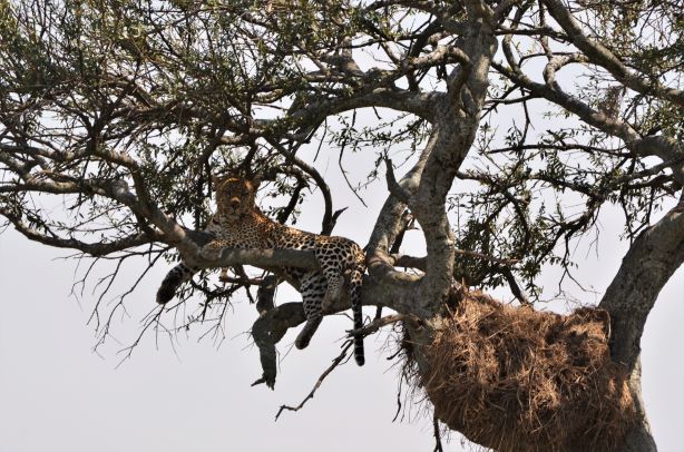 Leopardo subido en un árbol. Por María