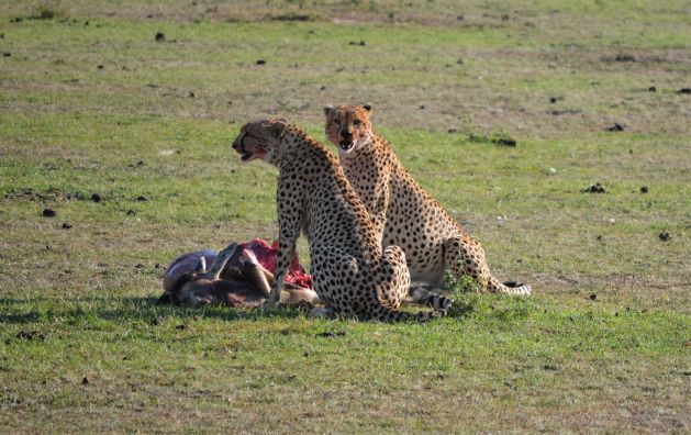 Pareja de guepardos en Masai Mara. Por María