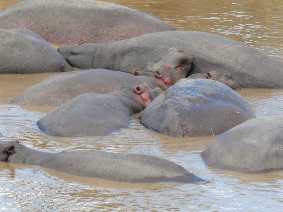 Familia de hipopótamos. Por Maritxu