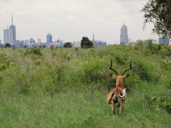 Impala en el Parque Nacional de Nairobi. Por Udare