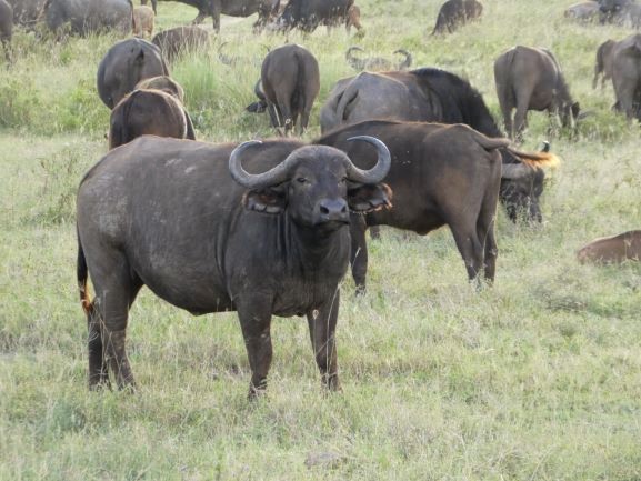 Manada de búfalos. Por Maritxu