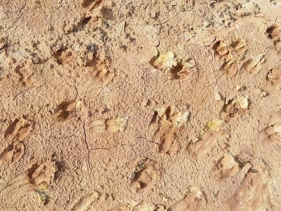 Huellas y excrementos de antílope, encontradas durante la visita a Hell´s Kitchen. Por Udare