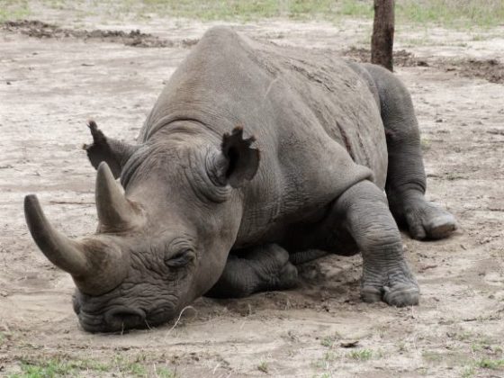 Rinoceronte blanco en Ol Pejeta Conservancy. Por Udare