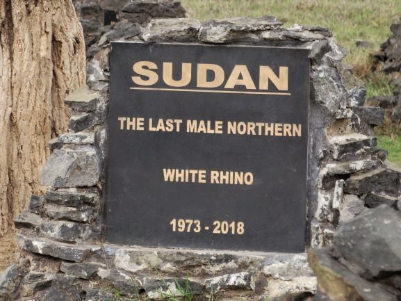 Tumba de Sudan, último rinoceronte blanco macho. Por Udare