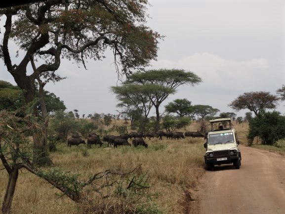 Avistamiento de manada de búfalos durante un safari en Serengeti. Por Udare