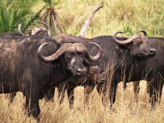 Búfalos en Serengeti. Por Udare