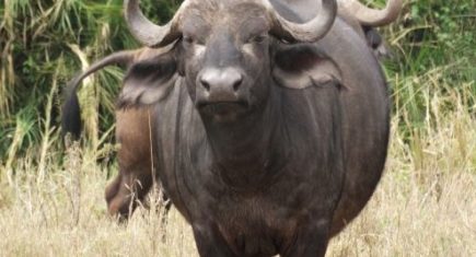 Búfalo africano en Serengeti. Por Udare