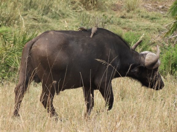 Búfalo con picabueyes sobre su cuerpo. Por Udare